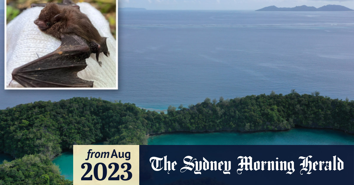 Endangered Pacific Sheath-tailed bats found on remote island in Fiji